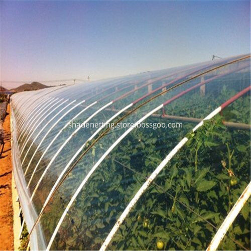 Multi-span Plastic Film Covering Light Tomato Greenhouse